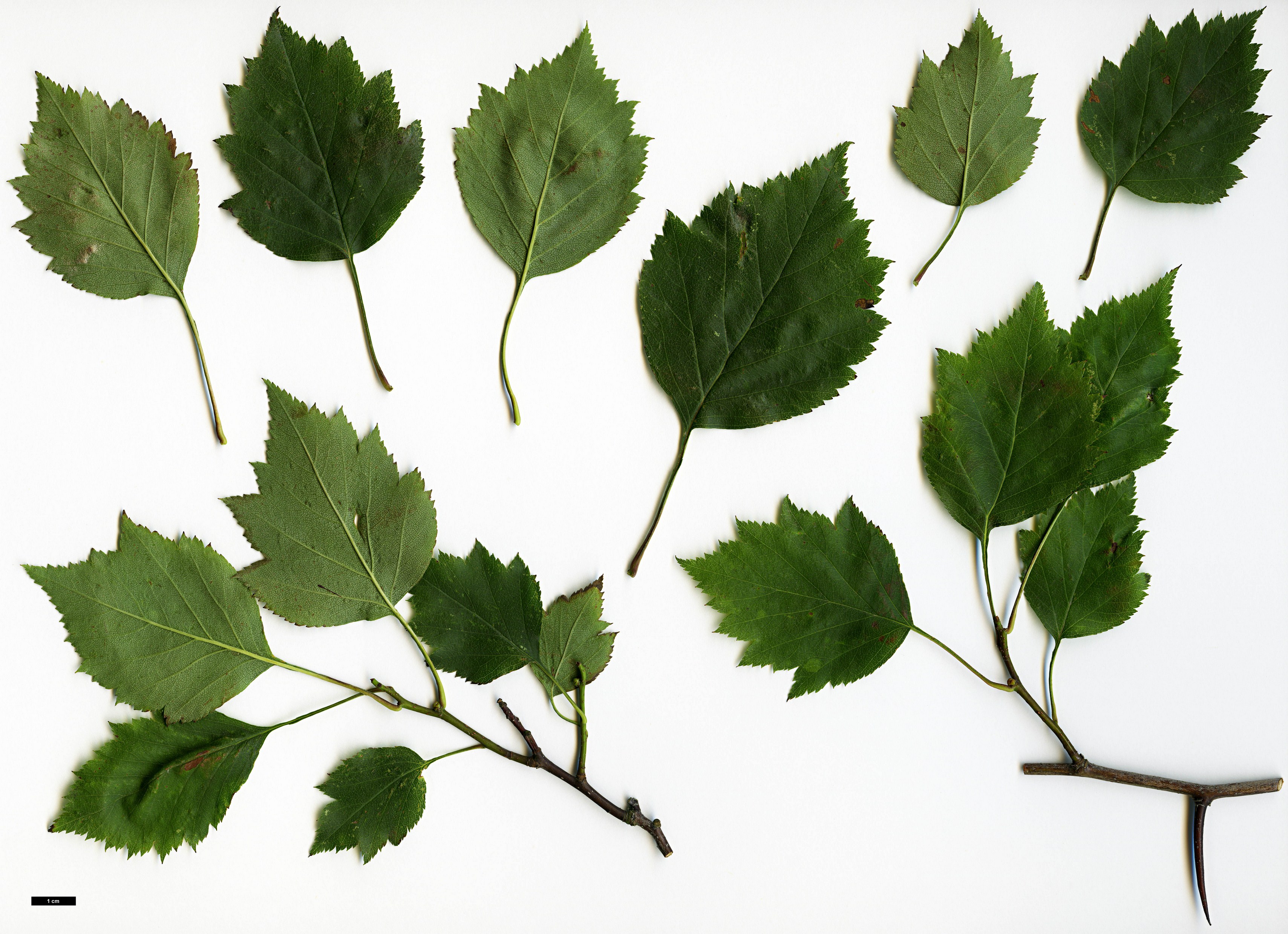 High resolution image: Family: Rosaceae - Genus: Crataegus - Taxon: macrosperma